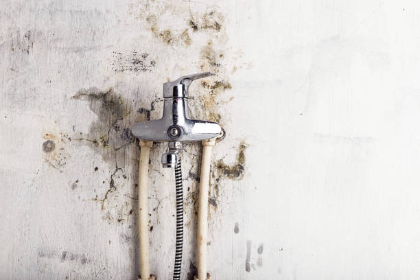 Best Affordable Mold Removal  in Foreman, AR