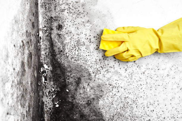 Best Commercial Mold Removal  in Foreman, AR