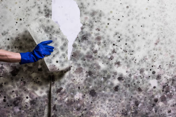 Best Mold Testing  in Foreman, AR