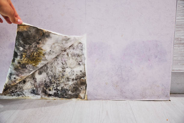 Best Office Mold Removal Services  in Foreman, AR